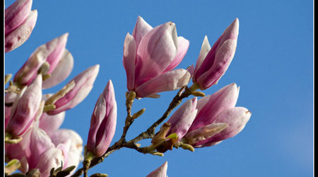 magnoliowo 1 – Kórnik, Polska