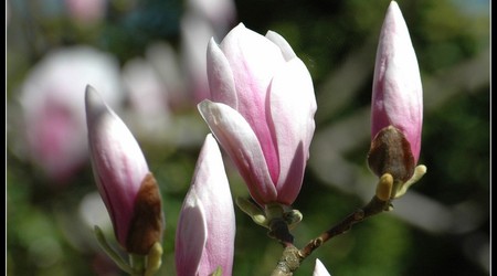 magnoliowo 3 – Kórnik, Polska