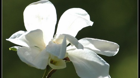 magnoliowo 5 – Kórnik, Polska