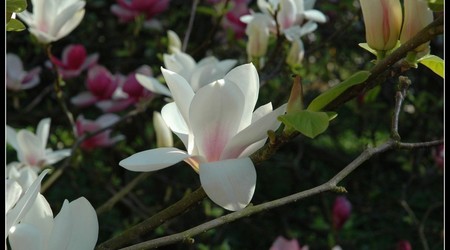 magnoliowo 6 – Kórnik, Polska