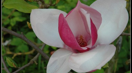 magnoliowo 8 – Kórnik, Polska