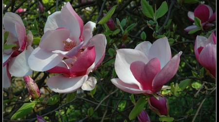 magnoliowo 9 – Kórnik, Polska