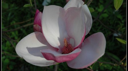 magnoliowo 10 – Kórnik, Polska