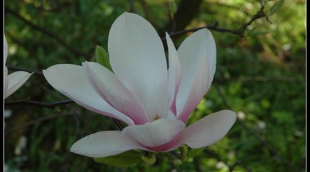 magnoliowo 12 – Kórnik, Polska