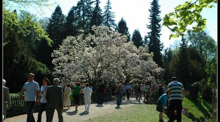 magnoliowo 13 – Kórnik, Polska