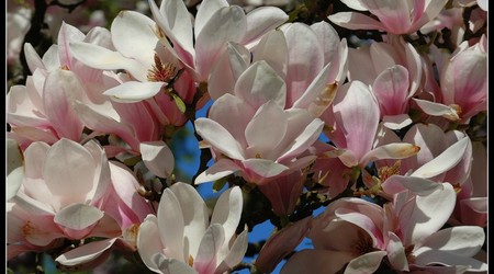 magnoliowo 14 – Kórnik, Polska