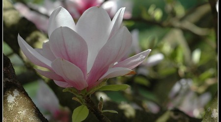 magnoliowo 15 – Kórnik, Polska