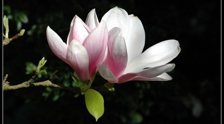 magnoliowo 16 – Kórnik, Polska