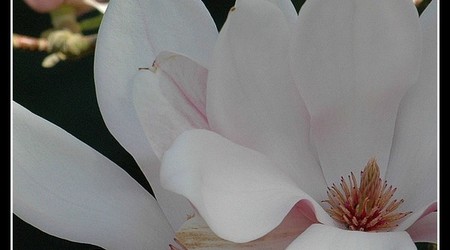 magnoliowo 17 – Kórnik, Polska