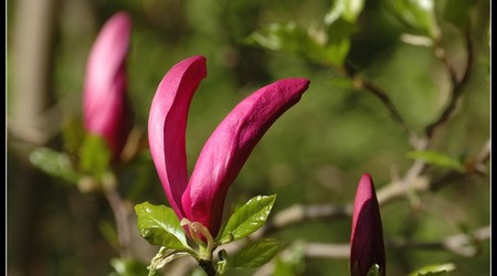 magnoliowo 19 – Kórnik, Polska