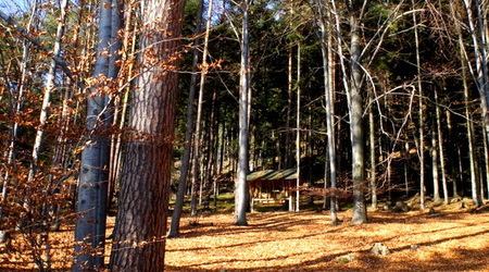 drzewa – Węgierska Górka, Polska