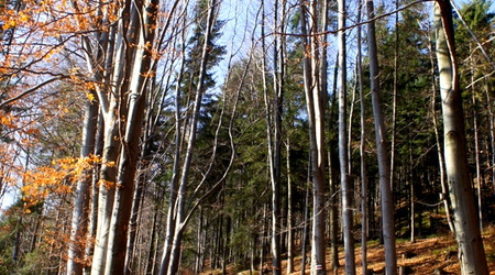 las – Węgierska Górka, Polska
