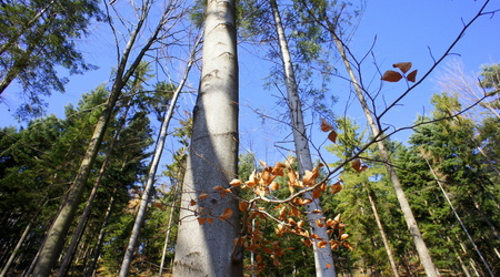 las – Węgierska Górka, Polska