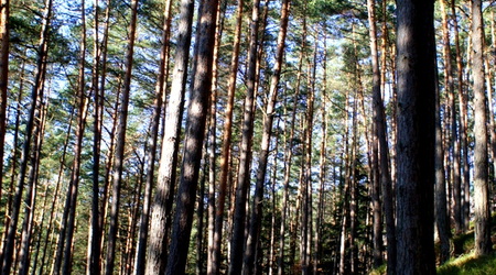 las – Węgierska Górka, Polska
