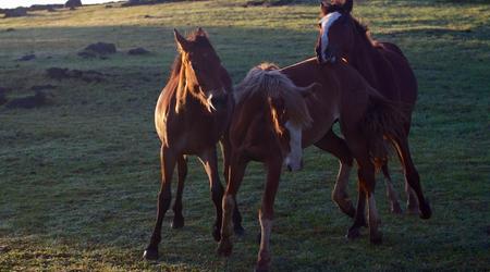 Konie – Wyspa Wielkanocna, Chile
