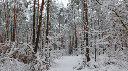 ciężki śnieg na wszystkim – Izabelin C, Polska