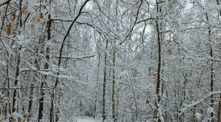 śnieżna droga – Izabelin C, Polska