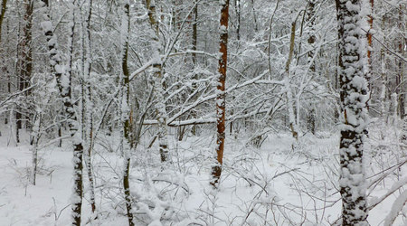 śniegowe ażury – Izabelin C, Polska