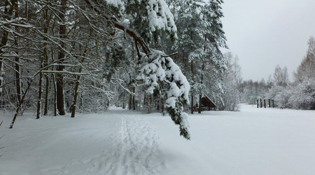 nasza polana – Izabelin C, Polska