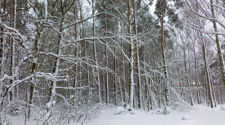 śnieżna ścieżka – Izabelin C, Polska