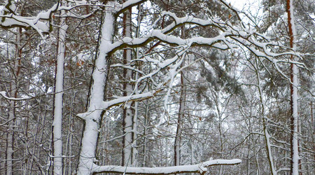śnieg trzyma się kory – Izabelin C, Polska