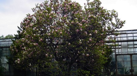 Palmiarnia – Wałbrzych, Polska