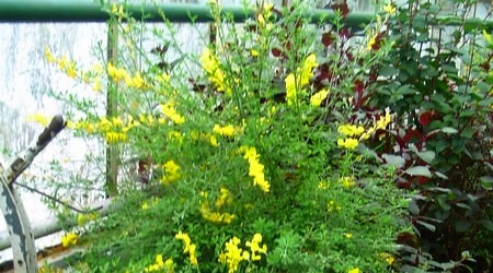 Palmiarnia – Wałbrzych, Polska