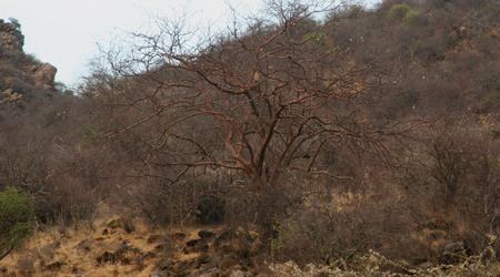 Lampart na drzewie – Samburu, Kenia