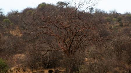 Lampart na drzewie – Samburu, Kenia