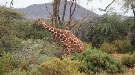 Żyrafa – Samburu, Kenia
