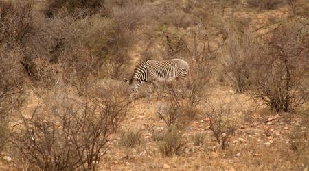 Zebra – Samburu, Kenia