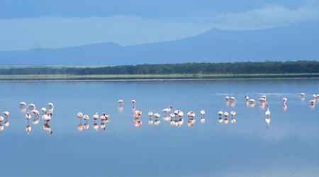 Afryka 985 – Nakuru, Kenia