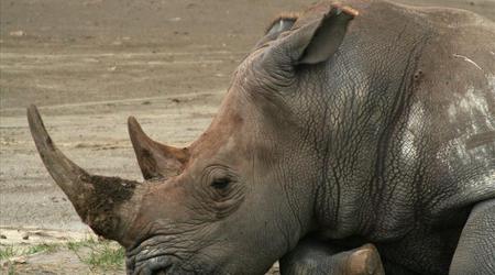 Nosorożec – Nakuru, Kenia