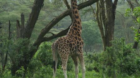 Żyrafa – Nakuru, Kenia