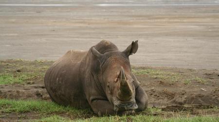 Nosorożec – Nakuru, Kenia