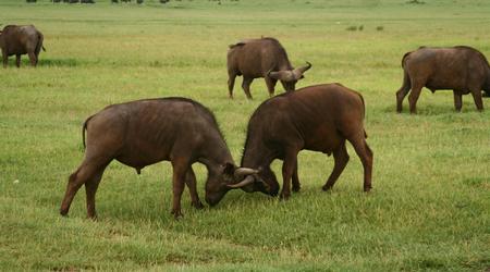 Afryka 1009 – Nakuru, Kenia