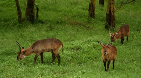 Afryka 1012 – Nakuru, Kenia