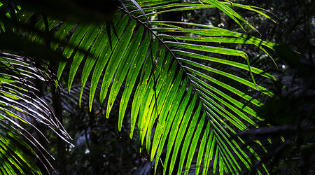 Dżungla w Sprimgbrook – Brisbane, Australia