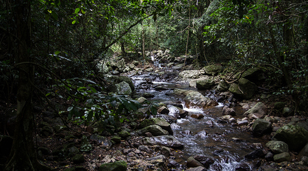 Dżungla w Sprimgbrook – Brisbane, Australia
