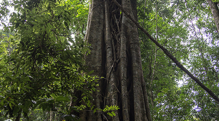 Dżungla w Sprimgbrook – Brisbane, Australia