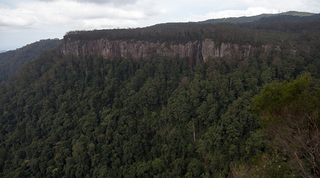 Dżungla w Springbrook Mountain – Brisbane, Australia