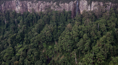 Dżungla w Springbrook Mountain – Brisbane, Australia