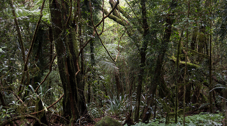 Dżungla w Springbrook Mountain – Brisbane, Australia