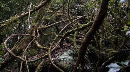 Dżungla w Springbrook Mountain – Brisbane, Australia