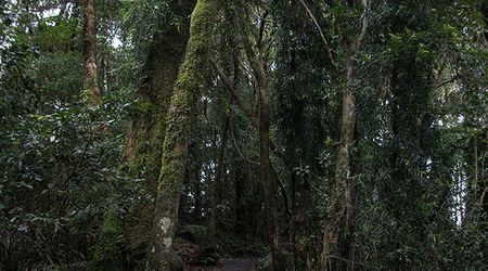 Dżungla w Springbrook Mountain – Brisbane, Australia