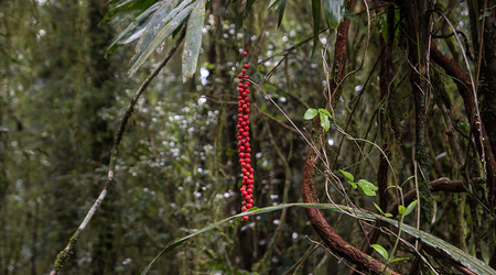 Dżungla w Springbrook Mountain – Brisbane, Australia