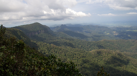 Dżungla w Springbrook Mountain – Brisbane, Australia