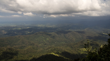Dżungla w Springbrook Mountain – Brisbane, Australia