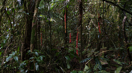 Dżungla w Springbrook Mountain – Brisbane, Australia
