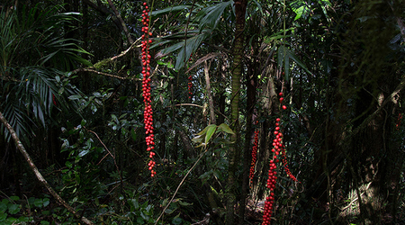 Dżungla w Springbrook Mountain – Brisbane, Australia